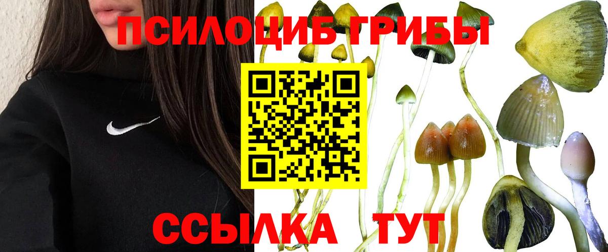 Псилоцибиновые грибы Cubensis Воткинск